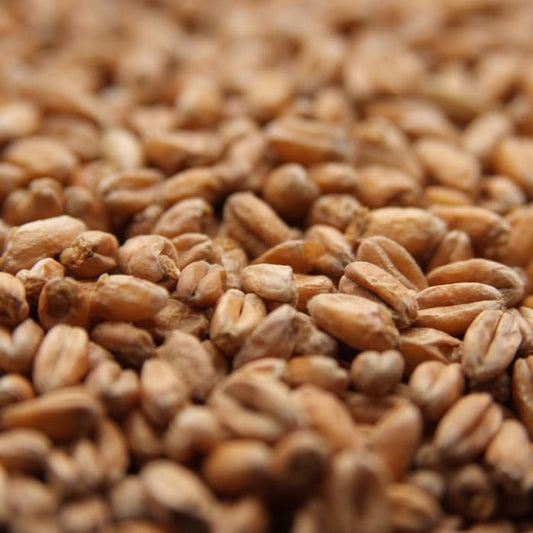 Weyermann® Oak Smoked Wheat Malt