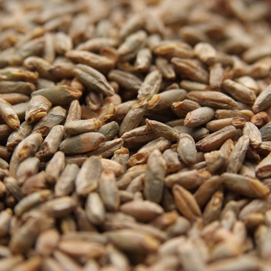 Root Shoot Malting: Malted Rye