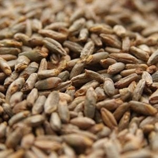 Root Shoot Malting: Unmalted Rye