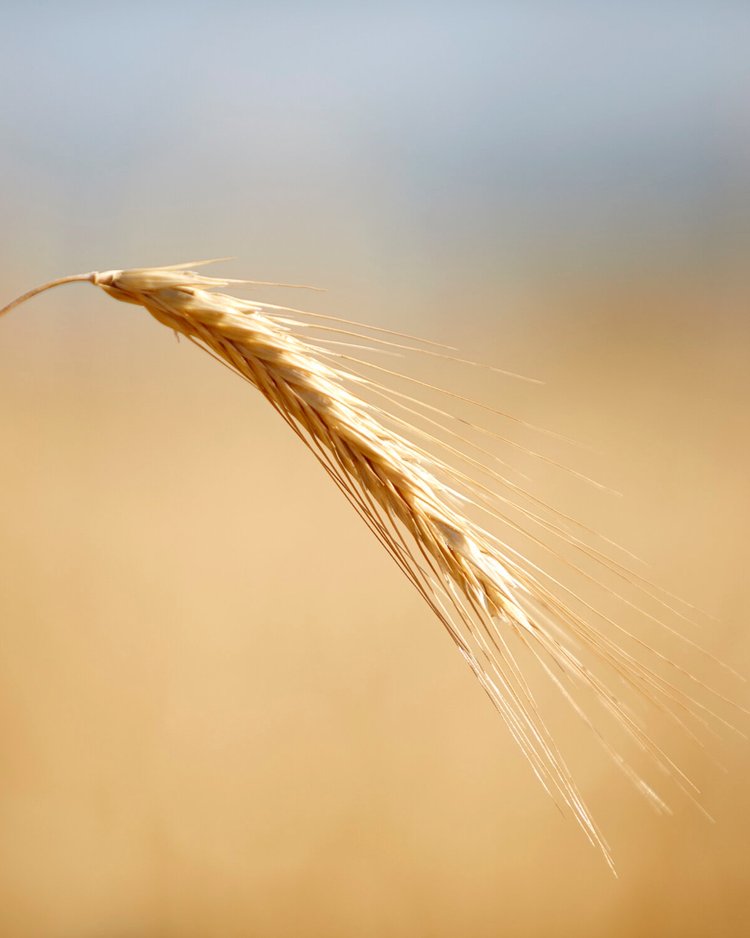 Root Shoot Malting: Unmalted Rye