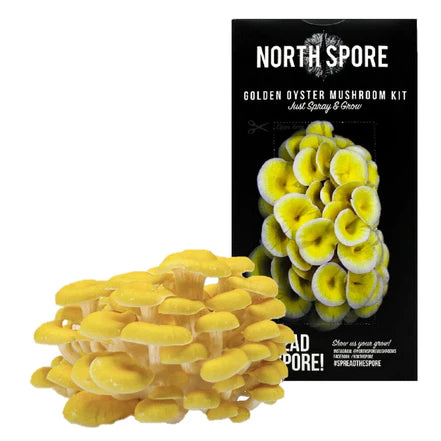 North Spore Organic 'Spray & Grow' Mushroom Kits: Golden Oyster