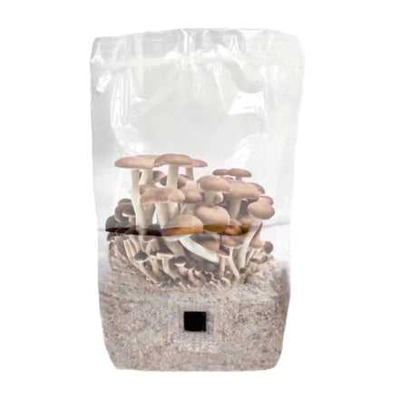 North Spore 'ShroomTek' All-In-One Mushroom Grow Bag